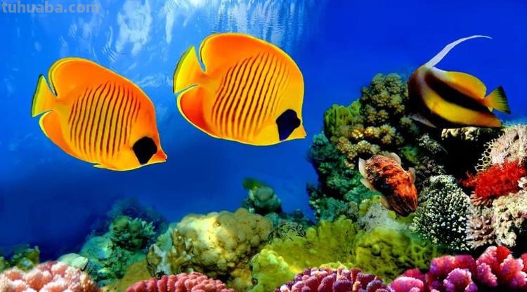 探秘色彩海底世界：缤纷多彩的海洋生物之美 