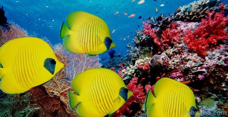 探秘色彩海底世界：缤纷多彩的海洋生物之美 