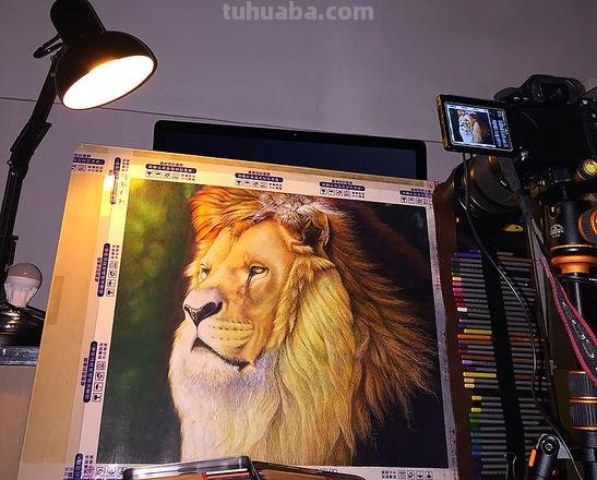 狮子色彩及狮子色彩画：探索狮子的神秘美丽 