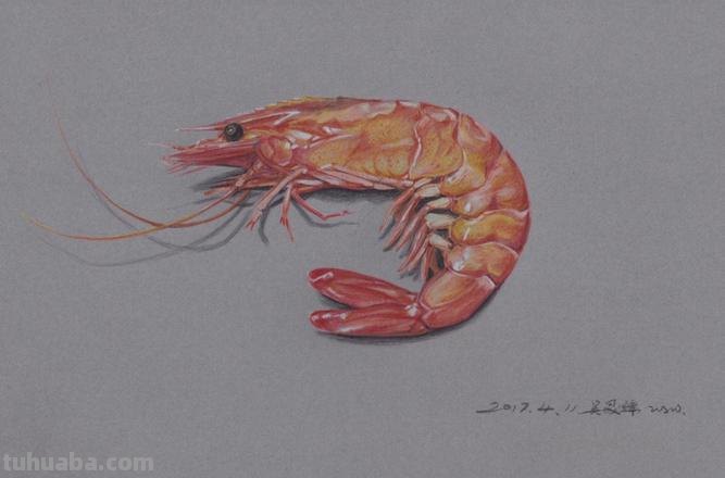 用彩铅怎么画虾子 虾卡通画？