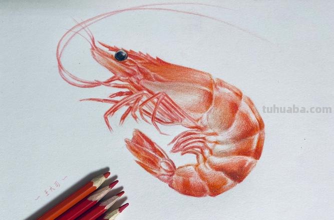 用彩铅怎么画虾子 虾卡通画?