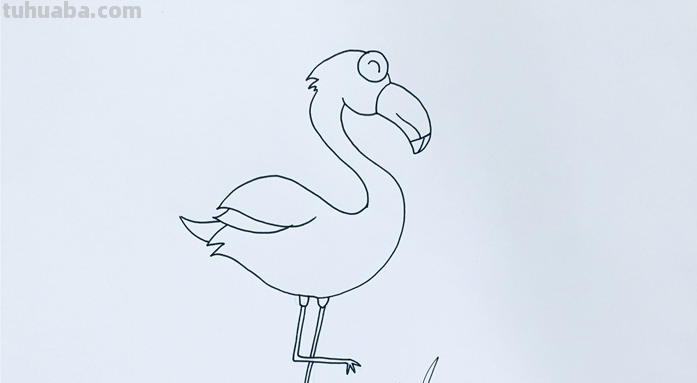 qq红包中的火烈鸟怎么画? qq红包中的火烈鸟怎么画?