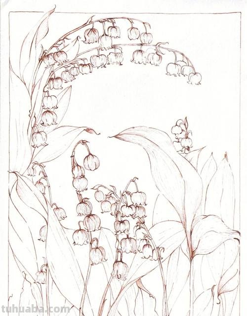 铃兰简笔画 铃兰简笔画图片