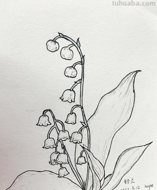 铃兰简笔画 铃兰简笔画图片