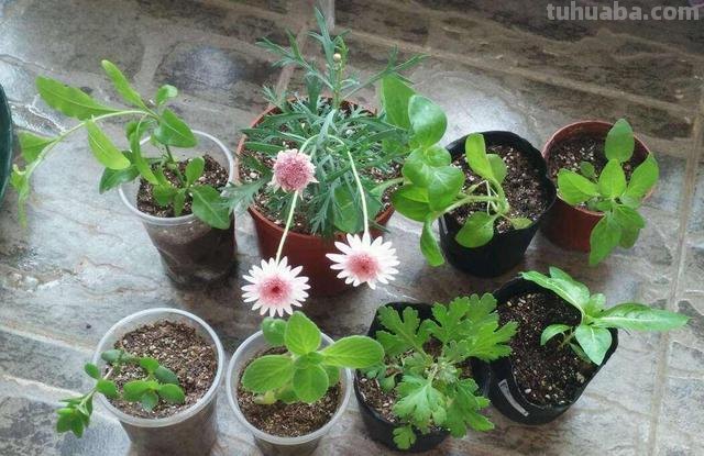 7种花适合孩子养，随便插土里就能活，孩子成就感满满