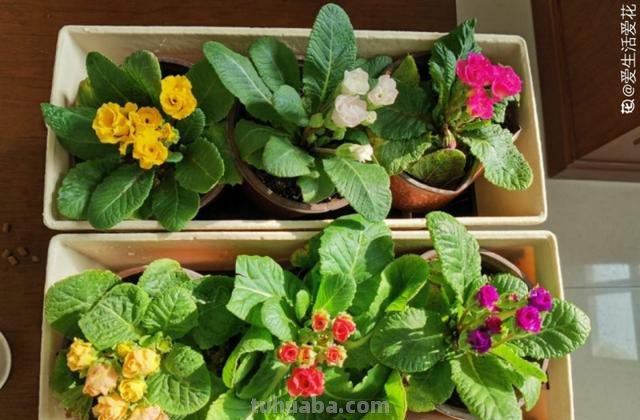 7种花适合孩子养，随便插土里就能活，孩子成就感满满