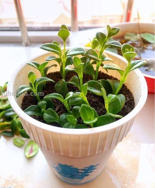 7种花适合孩子养，随便插土里就能活，孩子成就感满满