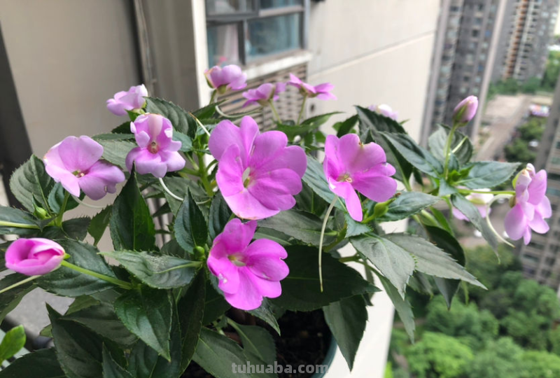 7种花适合孩子养，随便插土里就能活，孩子成就感满满