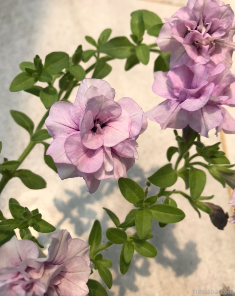 7种花适合孩子养，随便插土里就能活，孩子成就感满满