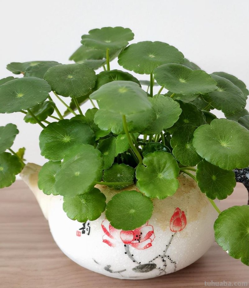 7种花适合孩子养，随便插土里就能活，孩子成就感满满