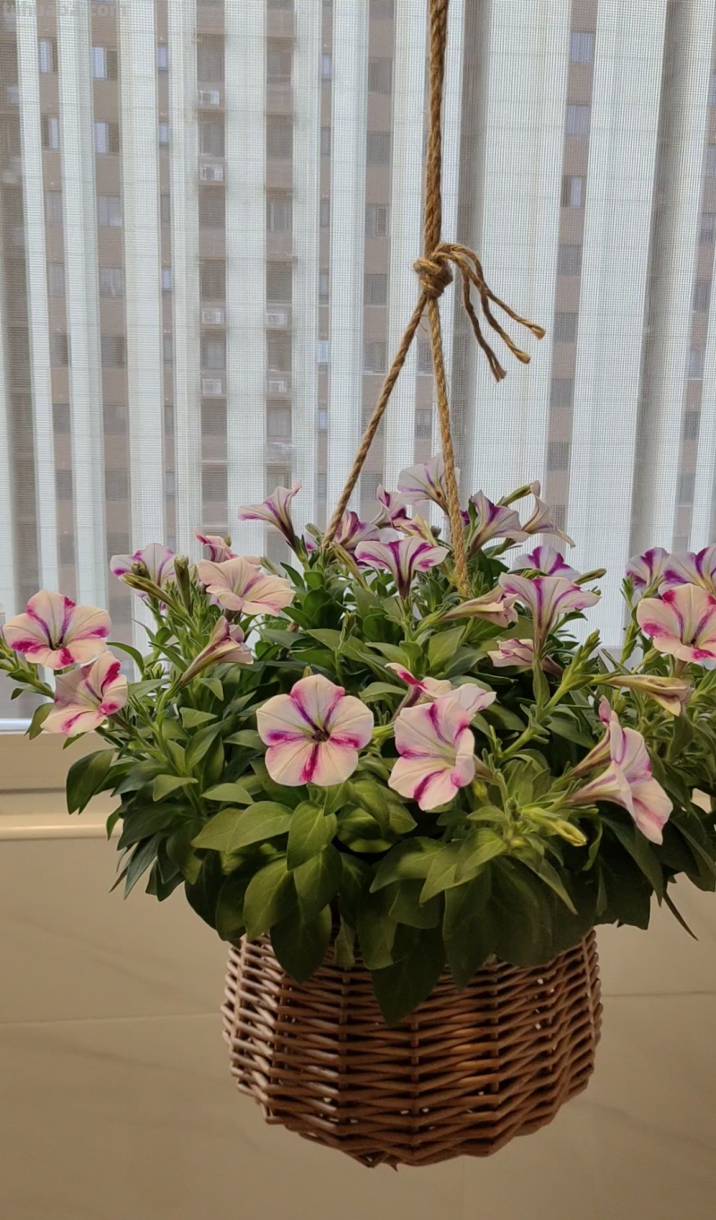 7种花适合孩子养，随便插土里就能活，孩子成就感满满