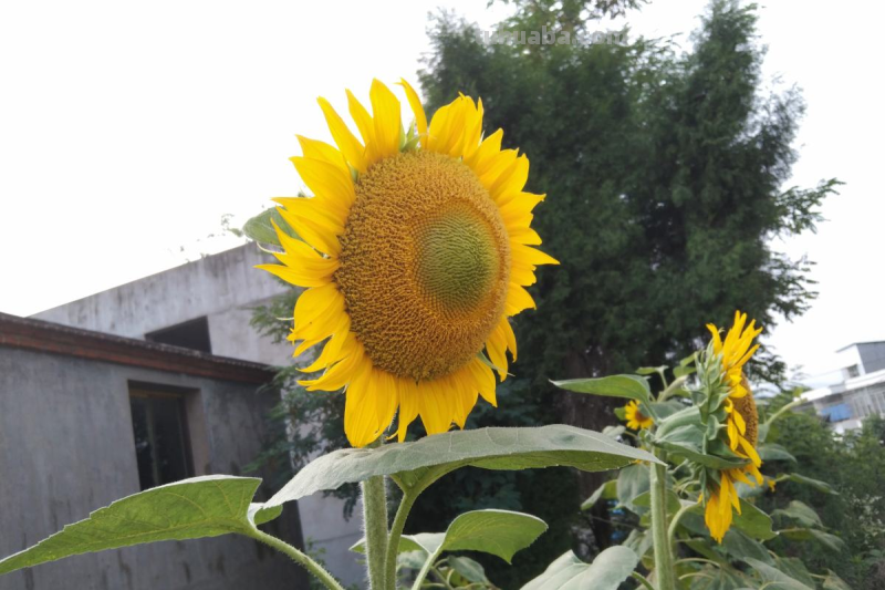 7种花适合孩子养，随便插土里就能活，孩子成就感满满