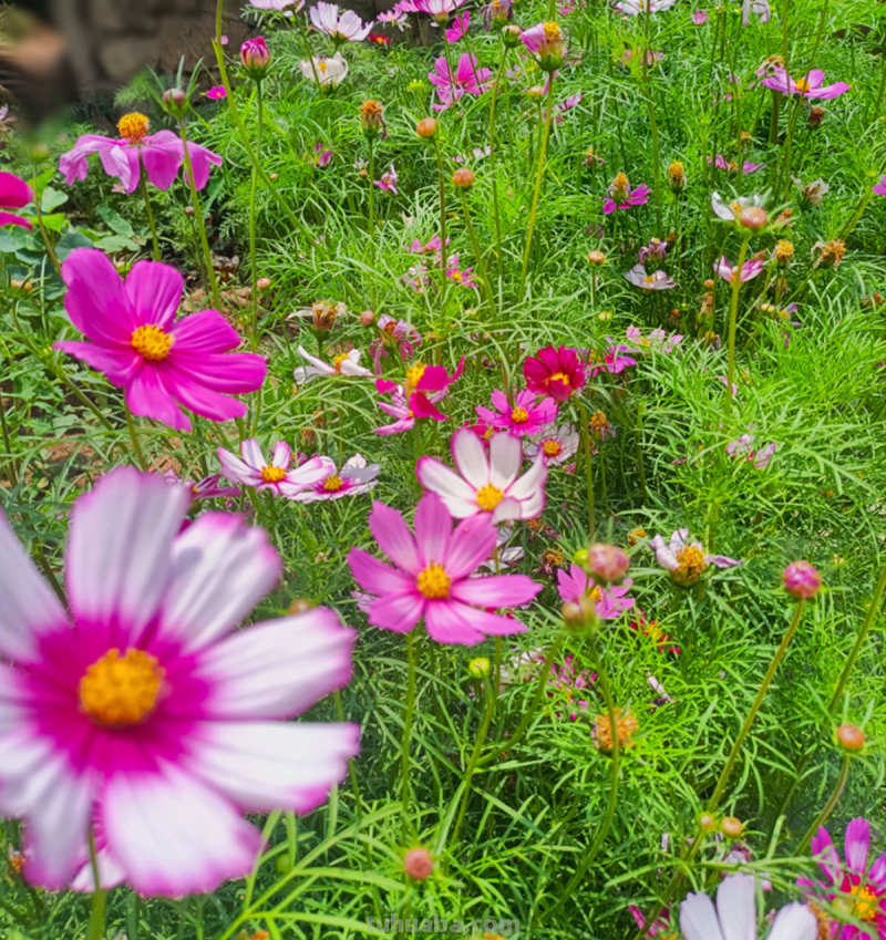 7种花适合孩子养，随便插土里就能活，孩子成就感满满