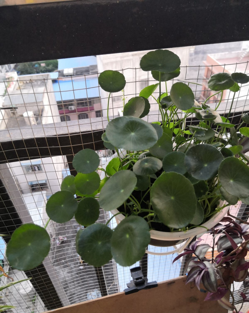 7种花适合孩子养，随便插土里就能活，孩子成就感满满