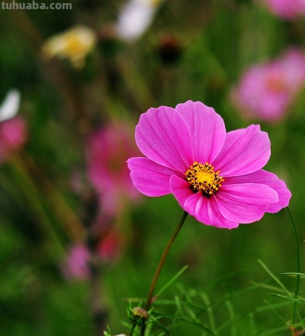 7种花适合孩子养，随便插土里就能活，孩子成就感满满
