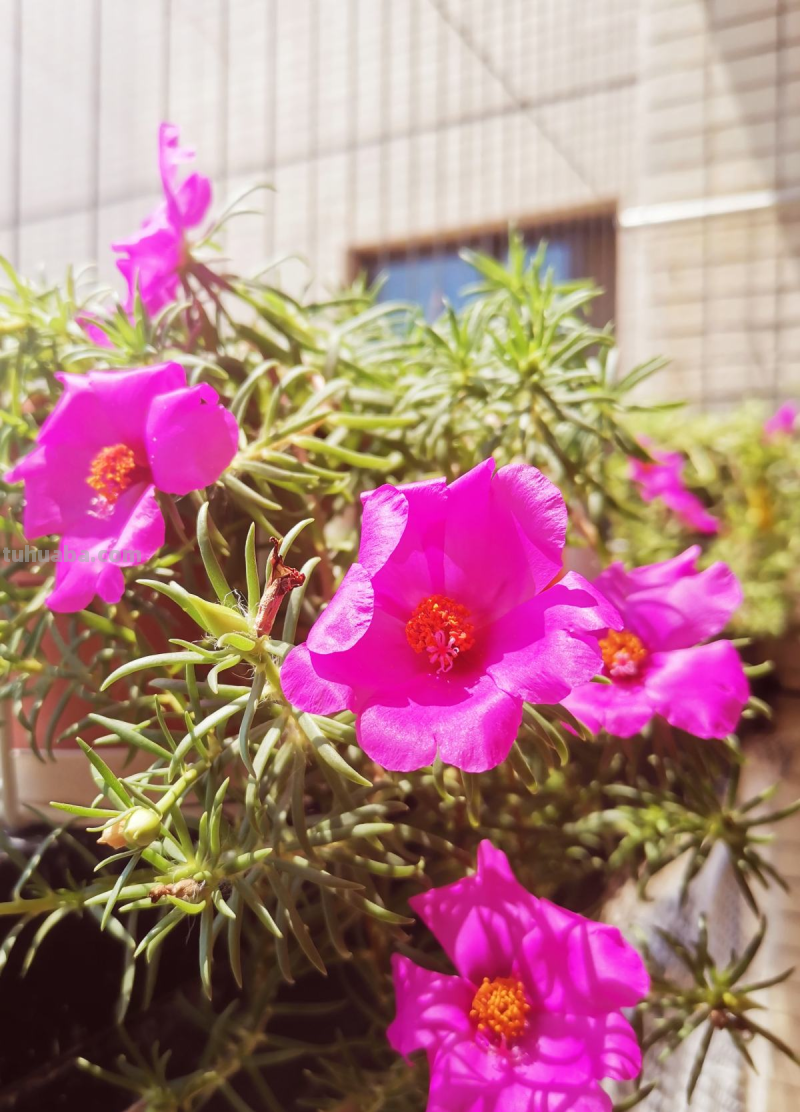 7种花适合孩子养，随便插土里就能活，孩子成就感满满