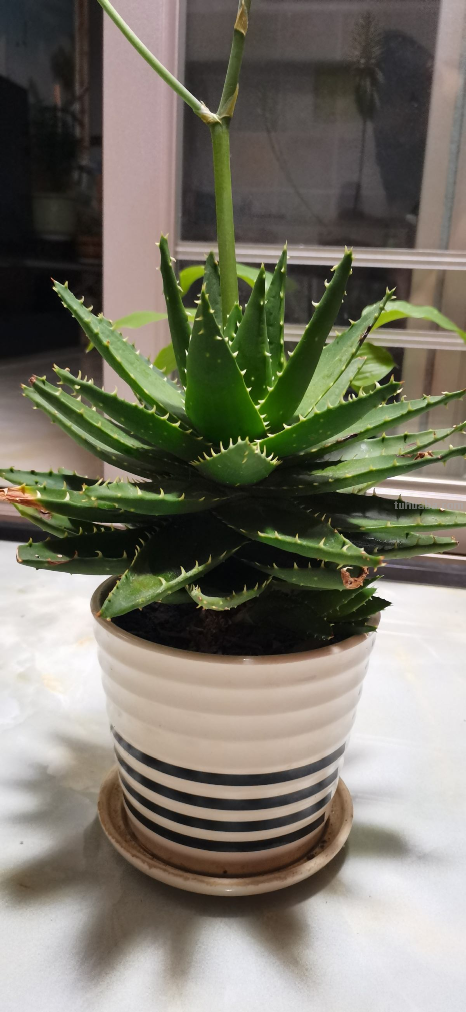 7种花适合孩子养，随便插土里就能活，孩子成就感满满