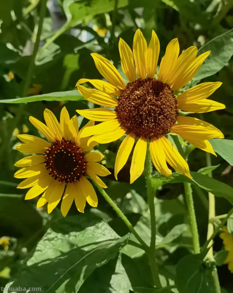7种花适合孩子养，随便插土里就能活，孩子成就感满满