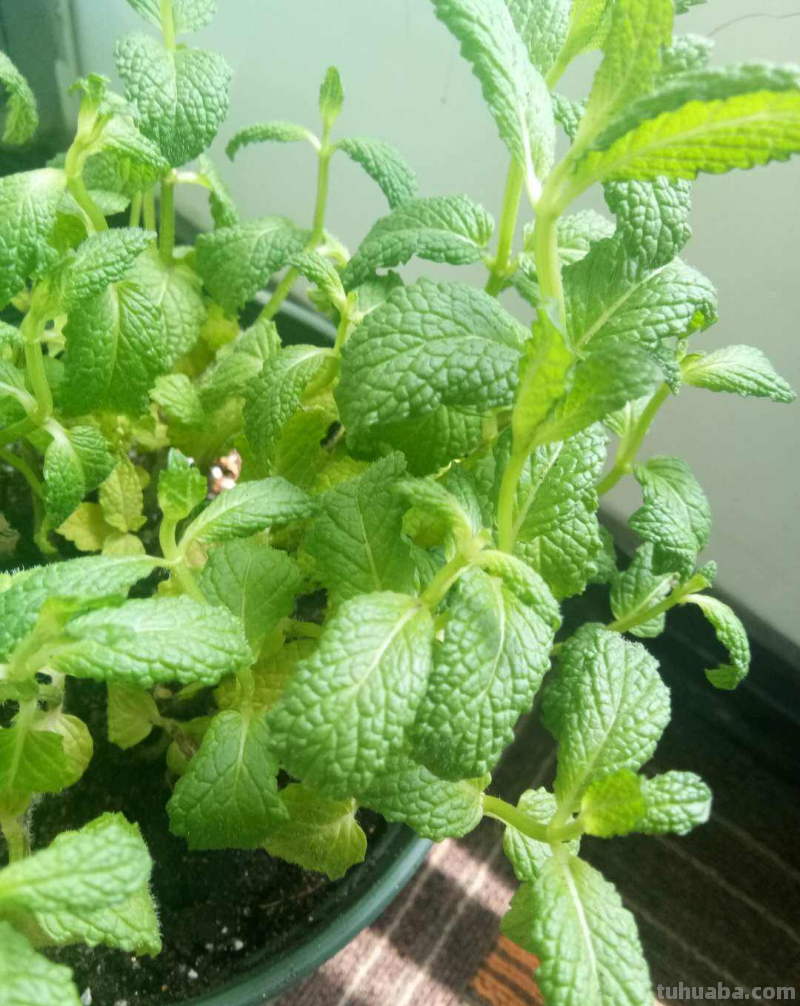 7种花适合孩子养，随便插土里就能活，孩子成就感满满