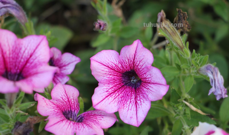 7种花适合孩子养，随便插土里就能活，孩子成就感满满