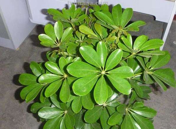 在室内啥植物都养不好，试下这6种新手绿植，不开花也好看