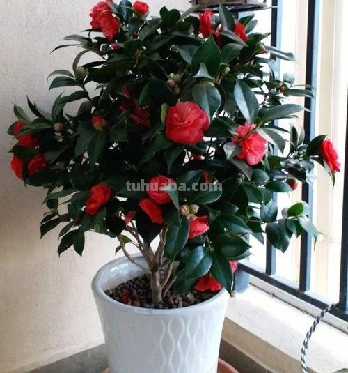 在室内啥植物都养不好，试下这6种新手绿植，不开花也好看