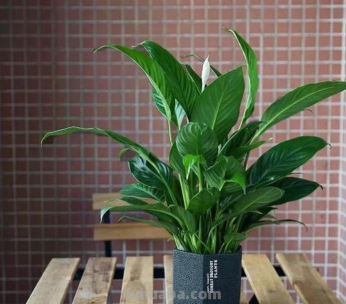 在室内啥植物都养不好，试下这6种新手绿植，不开花也好看