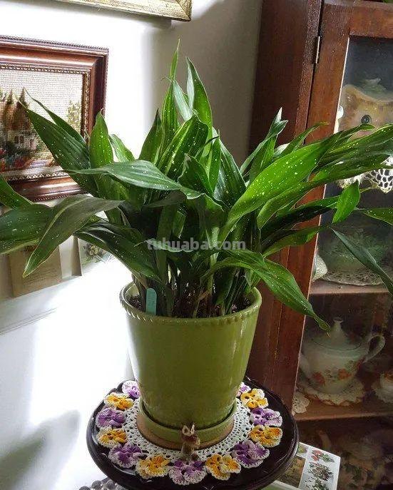 在室内啥植物都养不好，试下这6种新手绿植，不开花也好看