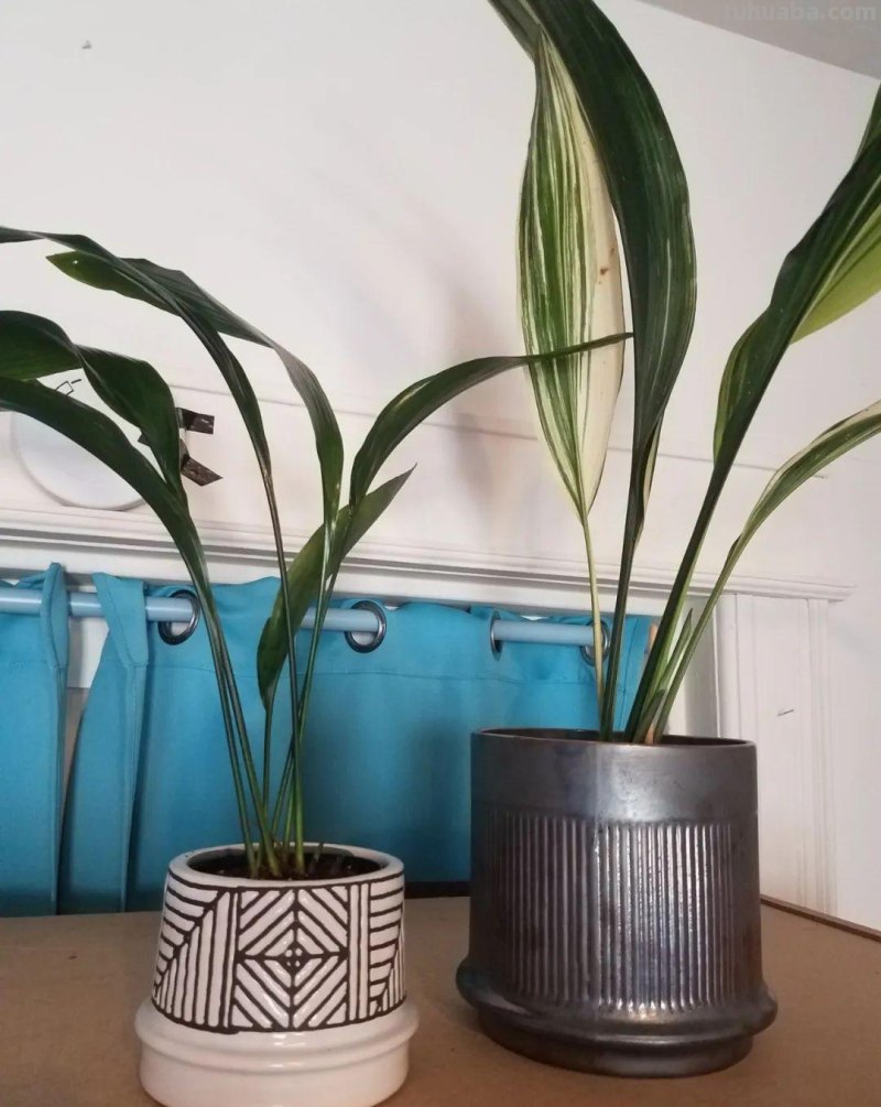 在室内啥植物都养不好，试下这6种新手绿植，不开花也好看