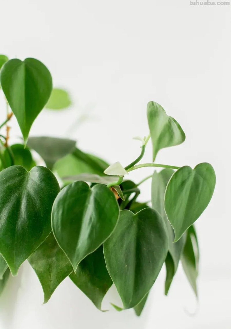 在室内啥植物都养不好，试下这6种新手绿植，不开花也好看