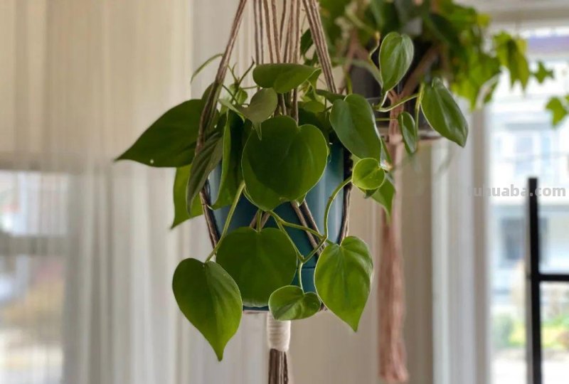 在室内啥植物都养不好，试下这6种新手绿植，不开花也好看