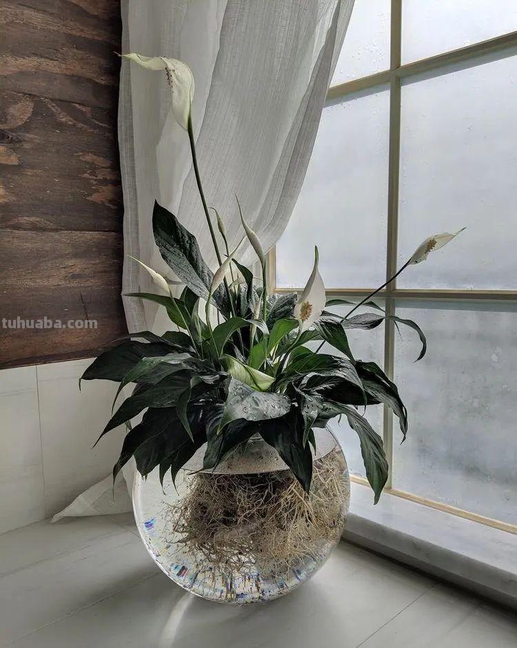 在室内啥植物都养不好，试下这6种新手绿植，不开花也好看