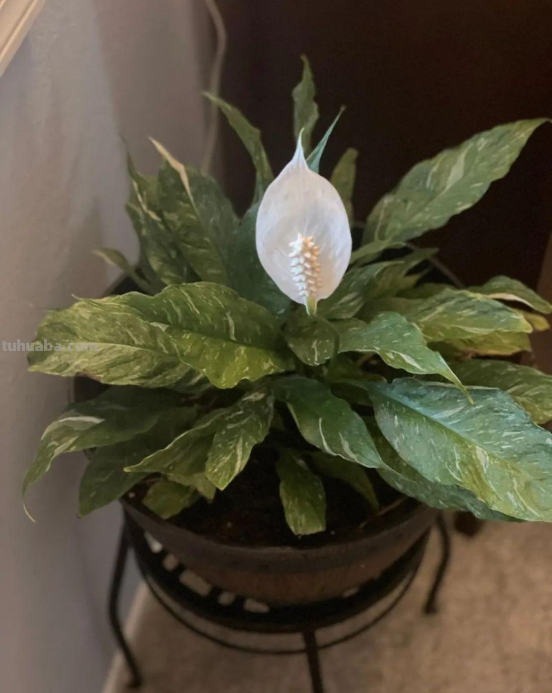 在室内啥植物都养不好，试下这6种新手绿植，不开花也好看