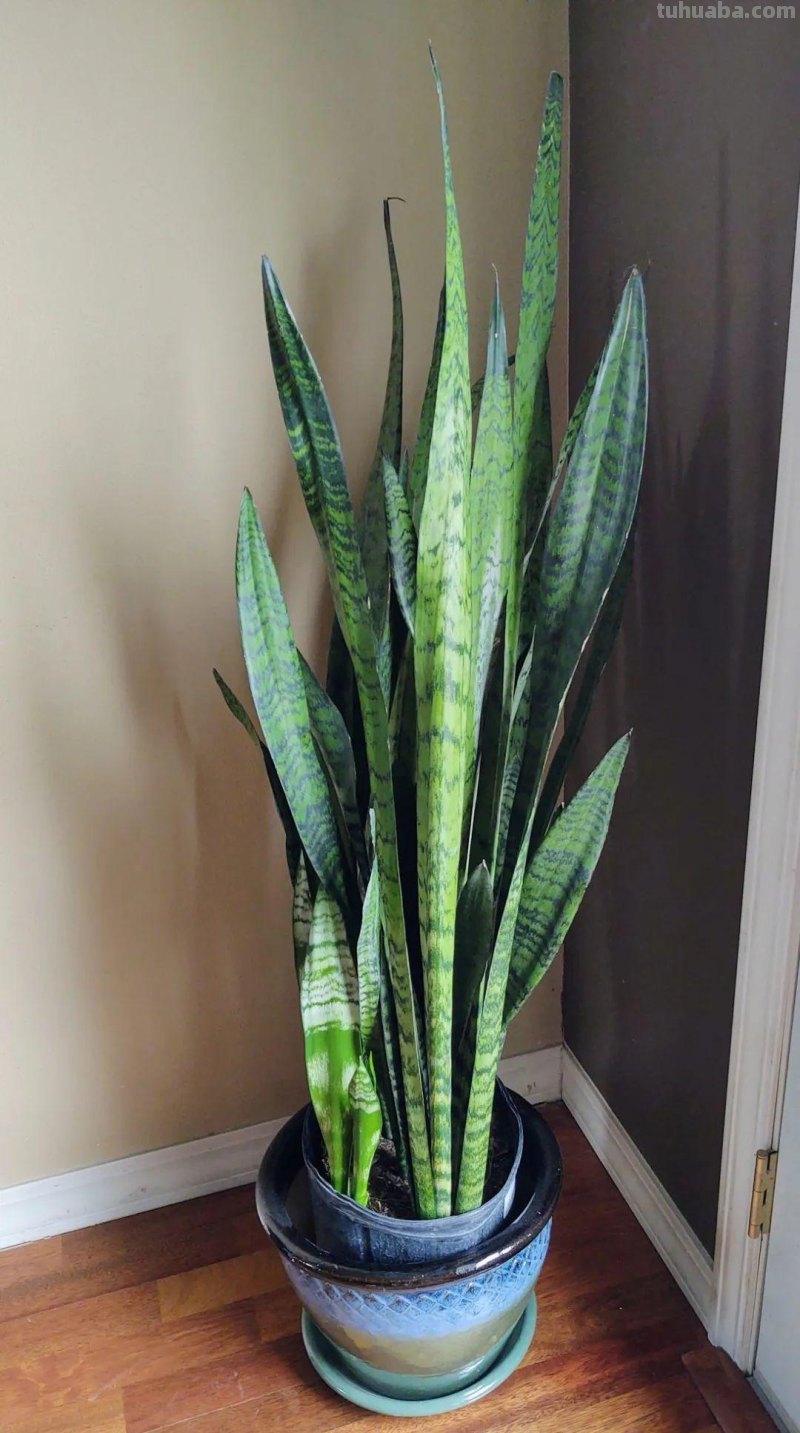 在室内啥植物都养不好，试下这6种新手绿植，不开花也好看