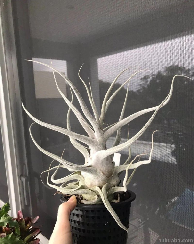 在室内啥植物都养不好，试下这6种新手绿植，不开花也好看