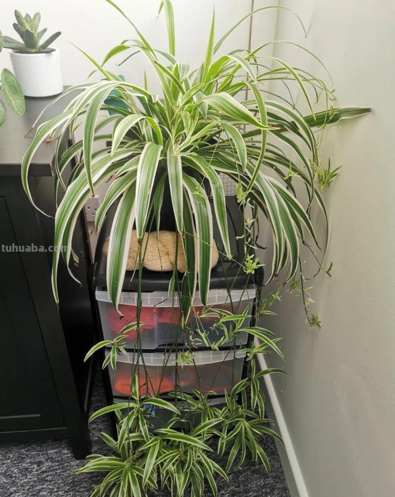 在室内啥植物都养不好，试下这6种新手绿植，不开花也好看