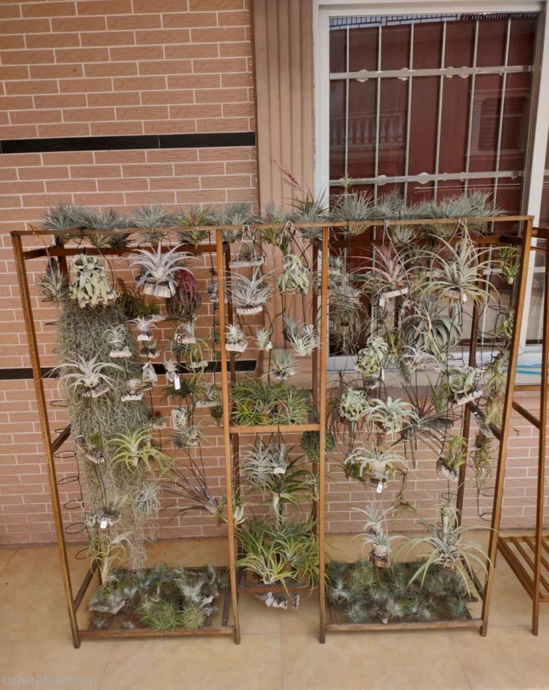 在室内啥植物都养不好，试下这6种新手绿植，不开花也好看