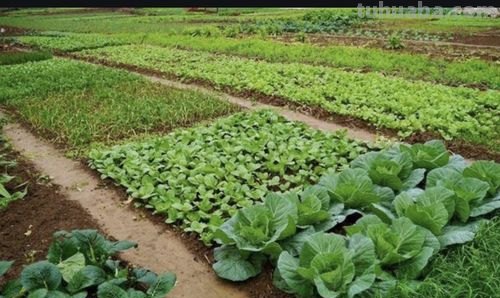 适合秋冬室内种植的8种蔬菜，与菜园子里种植的不一样，简单易学