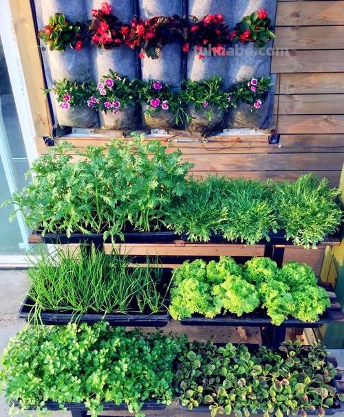 适合秋冬室内种植的8种蔬菜，与菜园子里种植的不一样，简单易学