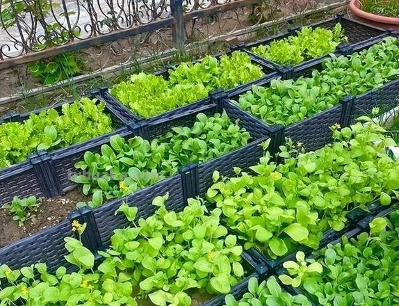 适合秋冬室内种植的8种蔬菜，与菜园子里种植的不一样，简单易学