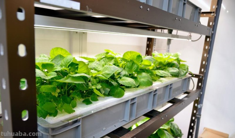 适合秋冬室内种植的8种蔬菜，与菜园子里种植的不一样，简单易学