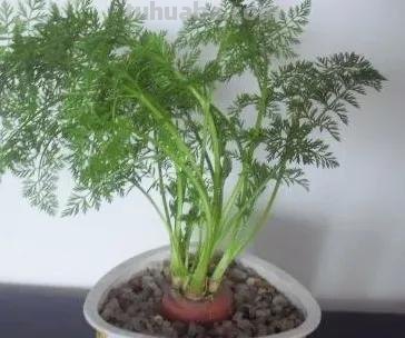 适合秋冬室内种植的8种蔬菜，与菜园子里种植的不一样，简单易学