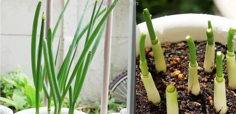 适合秋冬室内种植的8种蔬菜，与菜园子里种植的不一样，简单易学