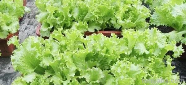 适合秋冬室内种植的8种蔬菜，与菜园子里种植的不一样，简单易学