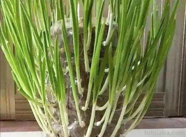 适合秋冬室内种植的8种蔬菜，与菜园子里种植的不一样，简单易学