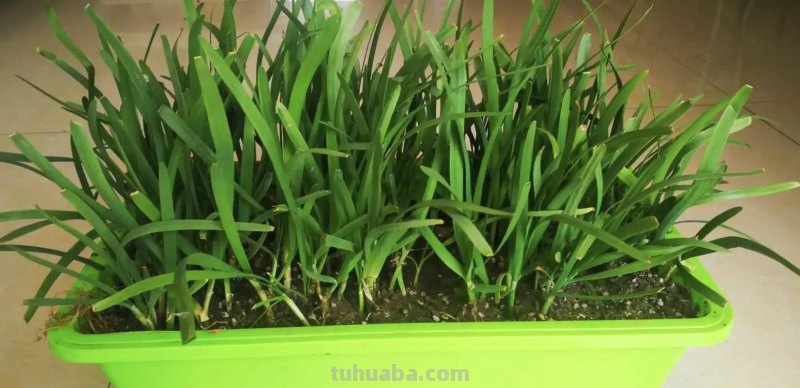 适合秋冬室内种植的8种蔬菜，与菜园子里种植的不一样，简单易学