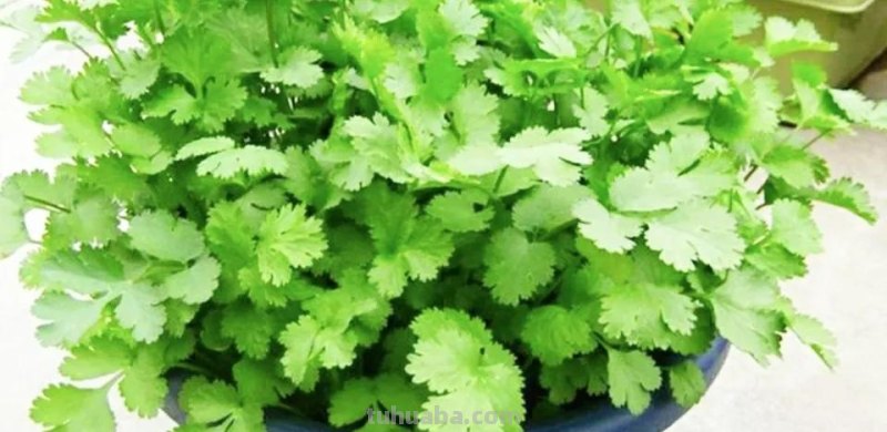 适合秋冬室内种植的8种蔬菜，与菜园子里种植的不一样，简单易学