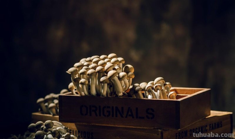 适合秋冬室内种植的8种蔬菜，与菜园子里种植的不一样，简单易学