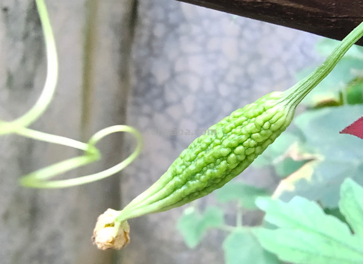 夏天吃点苦瓜败火好，学会这4步，自己在家也能种