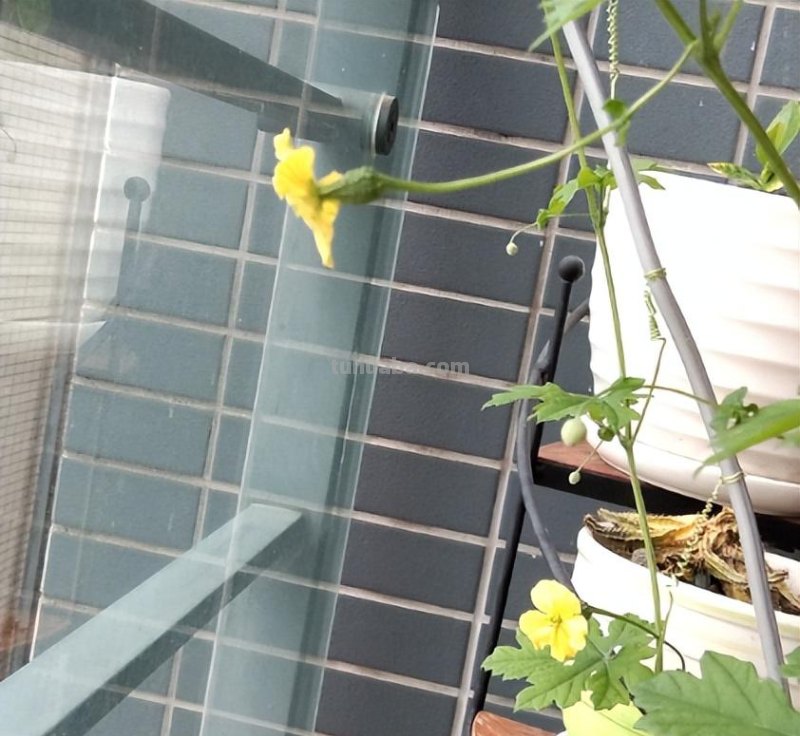 夏天吃点苦瓜败火好，学会这4步，自己在家也能种